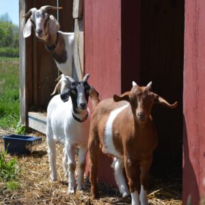 photo Who are You? - Taken in Summer, 2016 by Melinda Myers