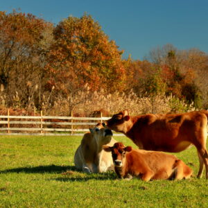photo How Now Brown Cows? - Taken in the cow field behind the farmhouse on the morning of Nov. 5, 2016 by Scott Doty