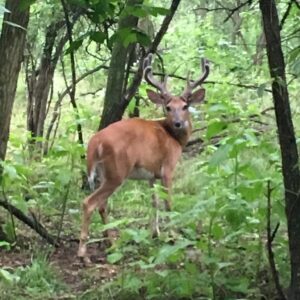 photo King of the Park - Taken while walking dog near north side of the Perimeter trail on June. 24, 2016 by Dave Wagner