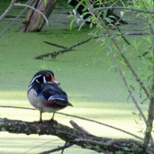 photo Growing Up on Hidden Pond - Taken by Alan M. Young on May 24, 2016 by Alan M. Young