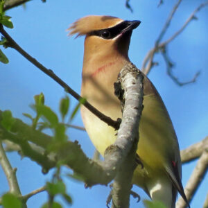 photo Masked Berry Thief - Taken by Alan M. Young near wildflower field on May 24, 2016 by Alan M. Young