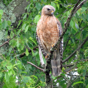 photo Kinder Hunter - Taken by Alan M. Young along Perimeter Trail  on May 23, 2016 by Alan M. Young