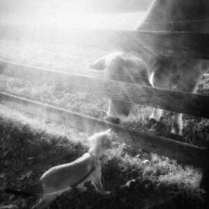 photo Are You My Mother? - Taken at cow pasture in November 2016 by Sarah Crawford