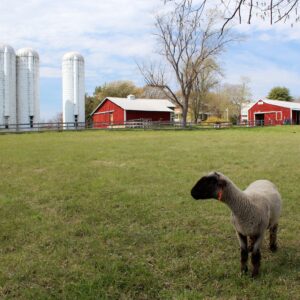 photo Welcome to My Farm - Taken on April 12, 2016 by Janel Rollin