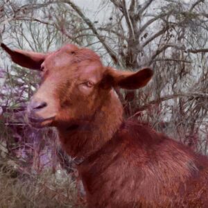 photo Goat - Taken in February 2016 by Alexis Rotella