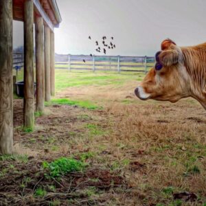 photo Cow - Taken in March 2016 by Alexis Rotella