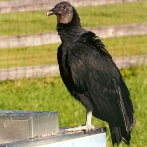 photo Vulture - Taken near one of the barns on October 23, 2016 by Karen Schoenhaar