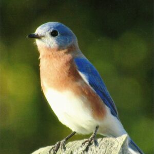 photo Bluebird of Happiness - Taken as the bird sat on a pasture fence post in the back of the farmhouse on October 23, 2016 by Karen Schoenhaar