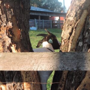 photo Yummy! - My husband and I were leaving soccer game, we noticed this goat climbing the tree and eating the bark off the tree.  Taken on November 4, 2016 by Marian Brophy