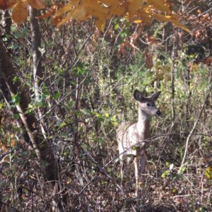 photo Where is My Mother? - taken while walking around park on November 6, 2016 by Marian Brophy