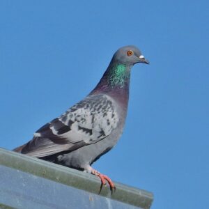 photo Bird on a Roof - Taken in barn area of KFP on November 12, 2016 by Karen Belton