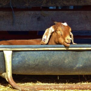 photo Tired Goat - Taken in barn area of KFP on November 12, 2016 by Karen Belton