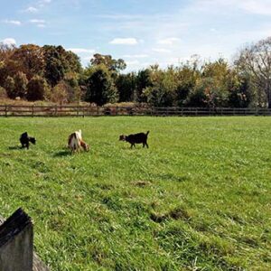 photo Goats #1 - Taken on October 31, 2016 by Jocelyn Kelley