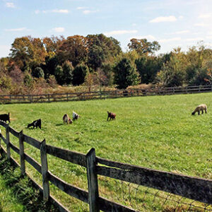 photo Goats - Taken on October 31, 2016 by Jocelyn Kelley