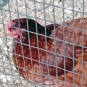 photo Rhode Island Red - Taken on October 31, 2016 by Gayle Nerney