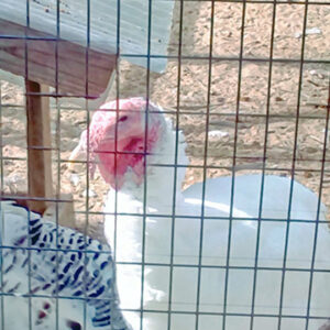 photo Tom Turkey - Taken on October 31, 2016 by Gayle Nerney