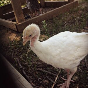 photo Young Turkey Portrait - Taken at the poultry run on July 21, 2016 by Mykenna Magnusen