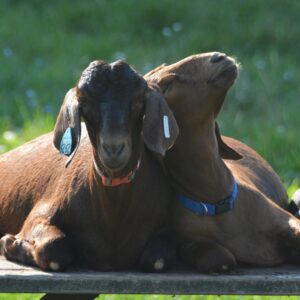 photo Buddies - Taken on July 23, 2016 by Martin McCann