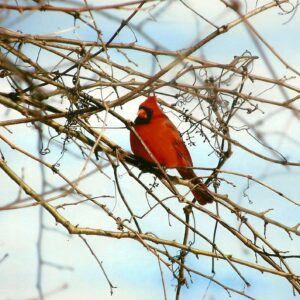 photo Kinder Cardinal - Taken at the end of the main road in tree just past pavilions on January 30, 2016 by Michele Amos