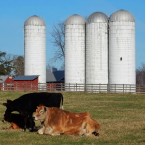photo Kinder Cows - Taken on March 22, 2016 by John E Murphy