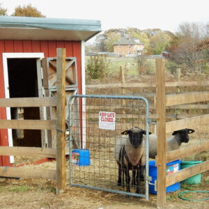 photo Kinder Sheep Pen - Taken on November 15, 2016 by John E Murphy