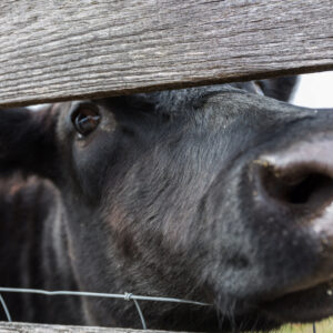 photo I See You - Taken on December 4, 2016 by Kevin McCarthy