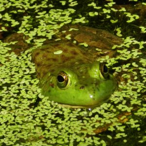 photo American Bullfrog - Taken at pond along trail on August 28, 2016 by Matthew Beziat