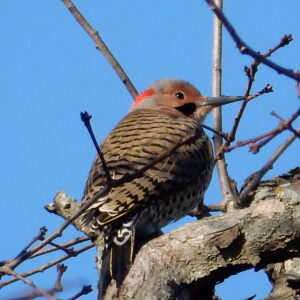 photo Northern Flicker - Taken at Black Oak Pavilion on December 28, 2016 by Michelle Hannon