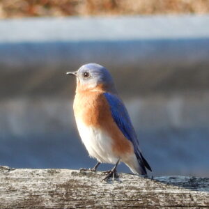 photo Blue Bird - Taken at Black Oak Pavilion on December 28, 2016 by Michelle Hannon