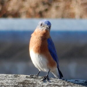 photo Blue Bird Staring at Me - Taken at Black Oak Pavilion on December 28, 2016 by Michelle Hannon