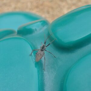 photo Little Bug - Taken in the summer of 2016 at the playground by Amber Austin