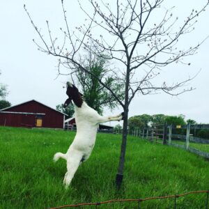 photo Happy Days - Taken on path parallel to sports fields on April 29, 2016 by Olivia Tubaya