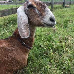 photo Pleasures of a Young Goat - Taken near the goat barn on October 5, 2016 by Olivia Tubaya