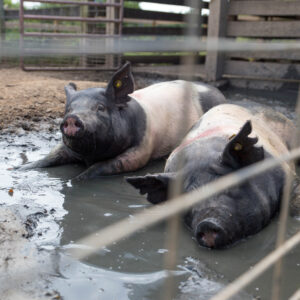 photo Mud Bath - Taken at the outside pig pen on September 8, 2016 by Amanda Augsburger