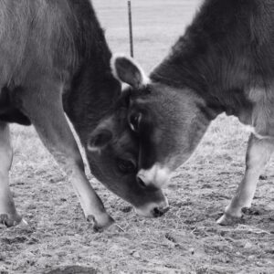 photo Friendship - Taken on November 17, 2016 by Amy Rittenhouse