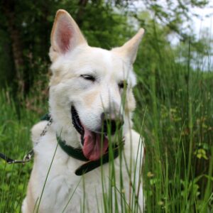 photo Happy Place - Taken of Jefferson enjoying discovering the park Duck Pond in the fall by the Duck