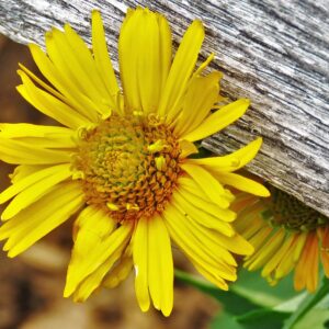 photo Yellow Beauty Peeking Under Fence - Taken on June 6, 2016 at fence near the Visitors Center and bird feeders by Mary Gallo