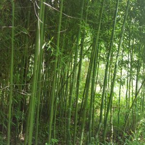 photo Bamboo Forest - Taken on July 24, 2016 near Bunks Pond by Steve Henderson