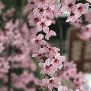 photo Serenity - Taken near the Kilmarnock park entrance in Spring, 2016 by Melinda Myers