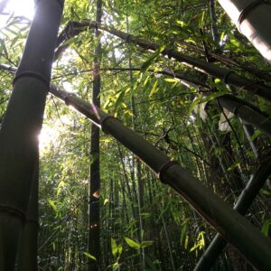 photo Morning Light - Taken at Bunk’s Pond on October 20, 2016 by Andrea Kasper