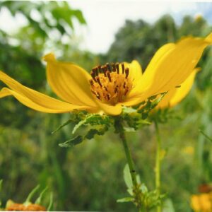 photo Yelow Flower - Taken along the Perimeter Trail across from the Woodland Garden on September 16, 2016 by Karen Schoenhaar