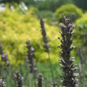 photo Lavender of Purple - Taken at the Kitchen Garden on July 21, 2016 by Mykenna Magnusen