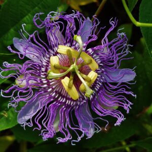 photo Purple Passion Flower - Taken in a grassy area of Kinder Farm near the pastures on September 5, 2016 by Matthew Beziat