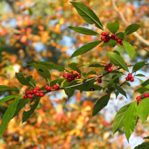 photo Rich Leaves - Taken along a path through the woods, at the peak of autumn on October 30, 2016 by Victoria Mucciacciaro