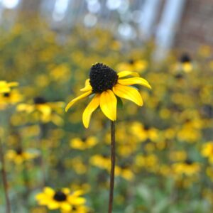 photo Little Pollen Stars - Taken in the summer of 2016 in the farmhouse flower beds by Amber Austin