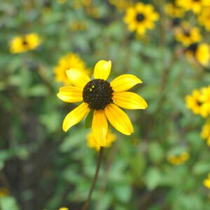 photo Suzan - Taken in the summer of 2016 summer of 2016 in the farmhouse flower beds by Amber Austin