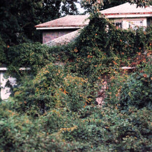 photo A Wrinkle in Time - Taken on September 9, 2016 by Laura Quevedo