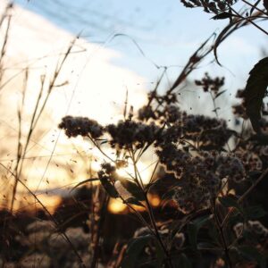 photo Serenity - Taken near the Duck Pond on November, 17, 2016 by Amy Rittenhouse