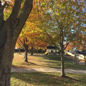 photo Autumn Colors - Taken of trees near the playground, on November 6, 2016 by Courtney Heflin