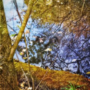 photo Pond on Blackberry Trail - Taken in November 2016 by Alexis Rotella
